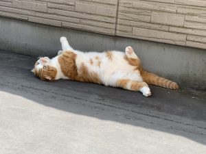 オノヤ 白河リフォームショールーム ブログ「ベランダ好きのニャン太君！」