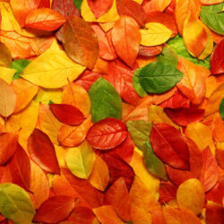 オノヤ 白河リフォームショールーム ブログ「木々も少しづつ色づいて秋」