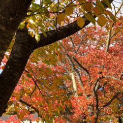 オノヤ 郡山リフォームショールーム ブログ「塗装工事に最適な季節」