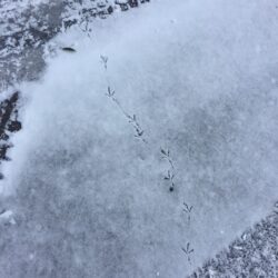 オノヤ 郡山リフォームショールーム ブログ「・・・凍結対策・・・雪かき作業で筋肉痛」