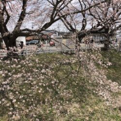オノヤ 福島リフォームショールーム ブログ「桜と雪」