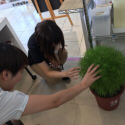 オノヤ 須賀川リフォームショールーム ブログ「フサフサな植物？」