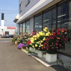 オノヤ 須賀川リフォームショールーム ブログ「須賀川店の薔薇」