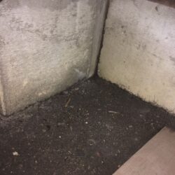 オノヤ 白河リフォームショールーム ブログ「畳の縁に白蟻被害」
