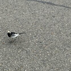 オノヤ 須賀川リフォームショールーム ブログ「近い。。。」