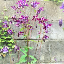オノヤ 白河リフォームショールーム ブログ「お庭の花🌼」