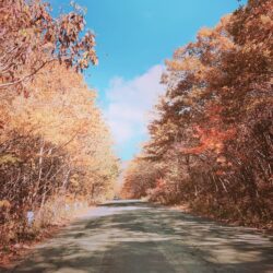 オノヤ 郡山リフォームショールーム ブログ「晴れた日はグリーンラインの紅葉がきれいです！」
