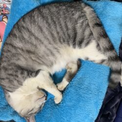 オノヤ 須賀川リフォームショールーム ブログ「寒くなってきましたね。我が家の猫は温かいところをみつけます」