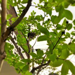 オノヤ 白河リフォームショールーム ブログ「発見！白河店に鳥の巣🐦」