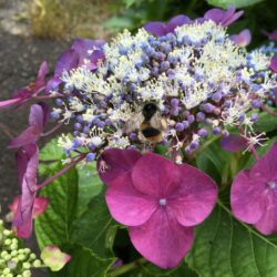 オノヤ 白河リフォームショールーム ブログ「紫陽花」