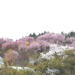 オノヤ 郡山リフォームショールーム ブログ「桜満開！」