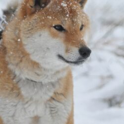 オノヤ 郡山リフォームショールーム ブログ「ペア　⇒　トリプル硝子」