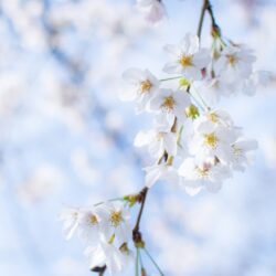 オノヤ 郡山リフォームショールーム ブログ「花粉症は辛いけど良い季節」