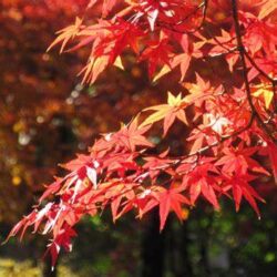 オノヤ 須賀川リフォームショールーム ブログ「紅葉巡り」