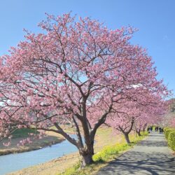 オノヤ 福島リフォームショールーム ブログ「春の足音が聞こえてきそうです」