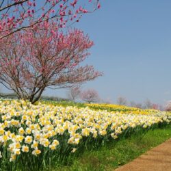 オノヤ 福島リフォームショールーム ブログ「春の足音」