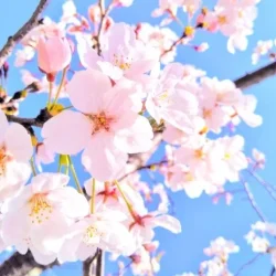 オノヤ 福島リフォームショールーム ブログ「桜が見ごろですね・・・」
