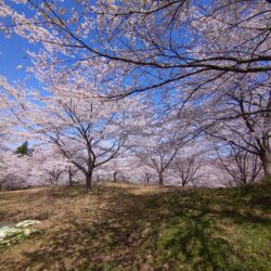 オノヤ 福島リフォームショールーム ブログ「桜の時期」