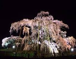 オノヤ 福島リフォームショールーム ブログ「花見の季節」