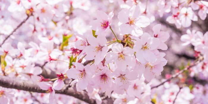 オノヤ 白河リフォームショールーム ブログ「桜の便り」