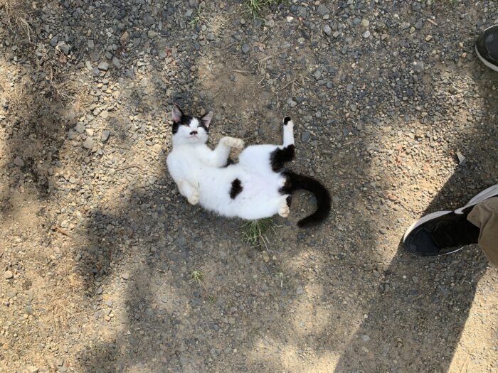 オノヤ 須賀川リフォームショールーム ブログ「猫」
