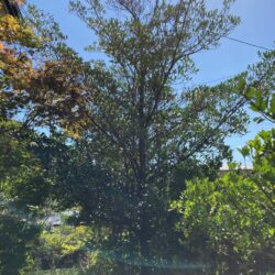 オノヤ 福島リフォームショールーム ブログ「福島市　庭木伐採・剪定　リフォーム」
