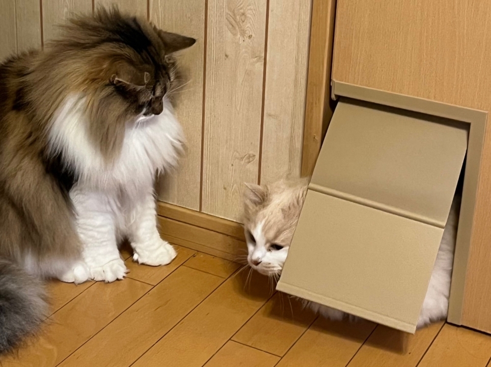 リフォーム施工事例：福島市　愛猫のためのドアリフォーム
