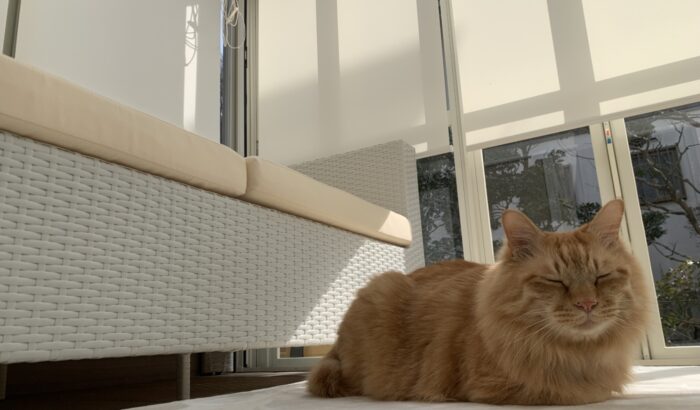 リフォーム施工事例：愛猫たちと遊べるガーデンテラスへエクステリアリフォーム