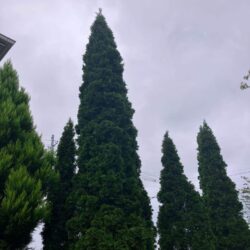 オノヤ 福島リフォームショールーム ブログ「福島市　植栽リフォーム」
