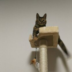 オノヤ 仙台泉リフォームショールーム ブログ「我が家の猫」