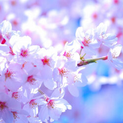 オノヤ 宮城野リフォームショールーム ブログ「春ですね」