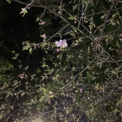 オノヤ 仙台泉リフォームショールーム ブログ「桜の季節ですね」