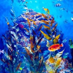 オノヤ 仙台泉リフォームショールーム ブログ「熱帯魚」