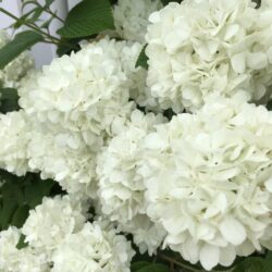 オノヤ 宮城野リフォームショールーム ブログ「真っ白なあじさいとグリーンの葉っぱとのコントラスト」
