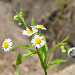 オノヤ 仙台泉リフォームショールーム ブログ「花と虫」