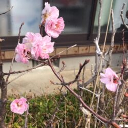 オノヤ 仙台南リフォームショールーム ブログ「お客様のお庭で見つけた春」