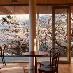 オノヤ 仙台泉リフォームショールーム ブログ「散る前にさくらでお花見したい」