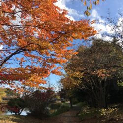 オノヤ 仙台南リフォームショールーム ブログ「秋！紅葉！」