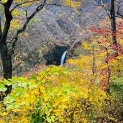 オノヤ 仙台南リフォームショールーム ブログ「紅葉が見ごろです」