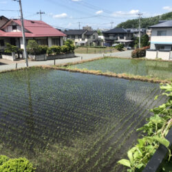 オノヤ 宮城野リフォームショールーム ブログ「田んぼ」