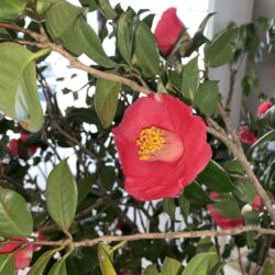 オノヤ 宮城野リフォームショールーム ブログ「椿が咲きました🌸」