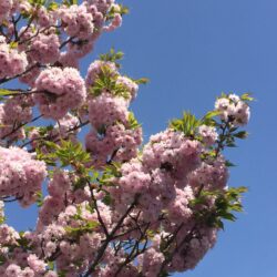 オノヤ 仙台南リフォームショールーム ブログ「実家の庭の桜です！」