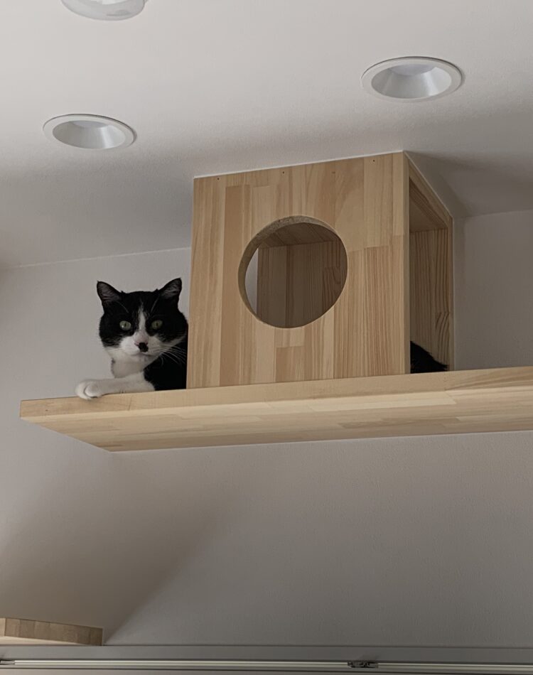LoRa様のキャットウォーク LoRa様のキャットウォーク 凸コーナー