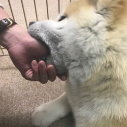 オノヤ 仙台南リフォームショールーム ブログ「話題の秋田犬ふれあい処！！」