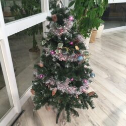 オノヤ 宮城野リフォームショールーム ブログ「12月ももう3週目クリスマスツリー！」