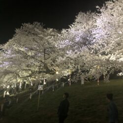 オノヤ 仙台泉リフォームショールーム ブログ「夜桜」