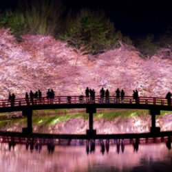 オノヤ 仙台泉リフォームショールーム ブログ「桜の名所」