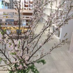 オノヤ 宮城野リフォームショールーム ブログ「春の訪れ桜の開花ももう少し」