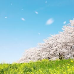 オノヤ 宮城野リフォームショールーム ブログ「春がもうすぐそこに」