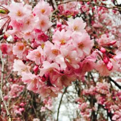 オノヤ 仙台泉リフォームショールーム ブログ「岩手にお花見に行ってきました！」
